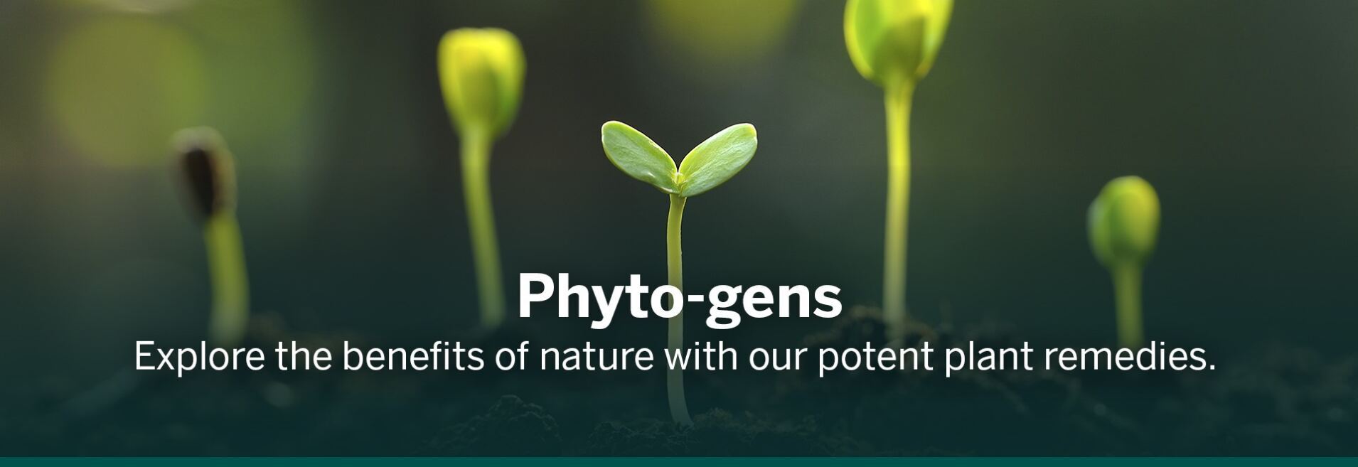 Phyto-gens, explore the benefits of nature with Genestra potent plant remedies with an image of plants sprouting and growing.
