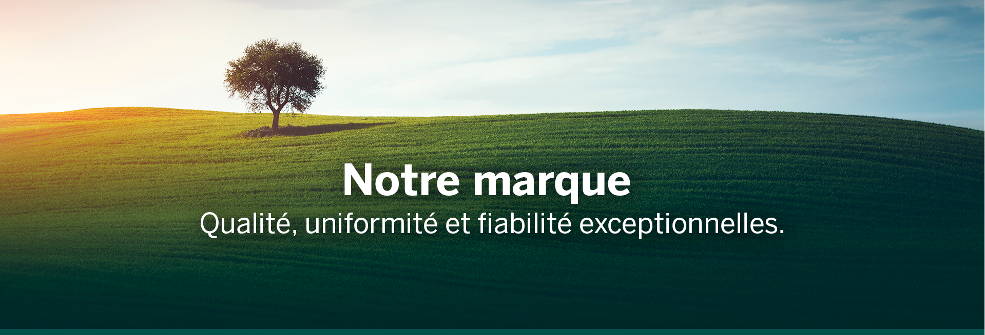 Un champ d'herbe avec un arbre par une belle journée ensoleillée et dit Genestra Brand(R) offre une qualité et une fiabilité exceptionnelles.