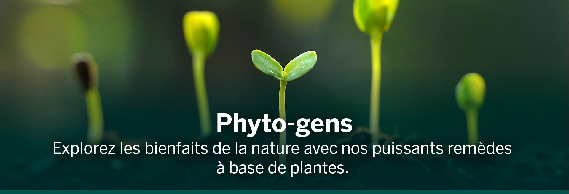 Phyto-gens, explorez les bienfaits de la nature avec les puissants remèdes végétaux Genestra avec une image de plantes en train de germer et de grandir.